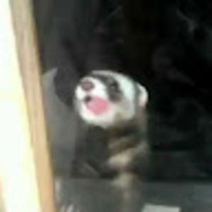 Meet your Posher, Ollie